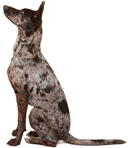 About Us K9 Control Training Charleston SC