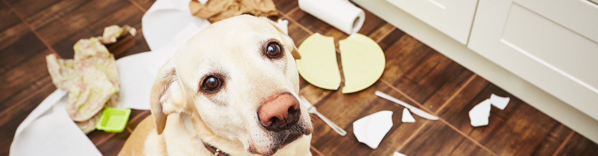 Dog Obedience Greenville Charleston SC K9 Control Training
