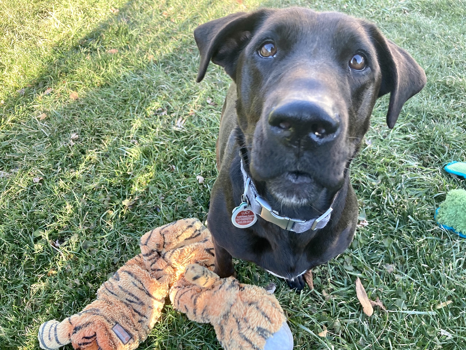 K9 Crush Kennel free Dog Daycare and Dog Boarding Madison WI