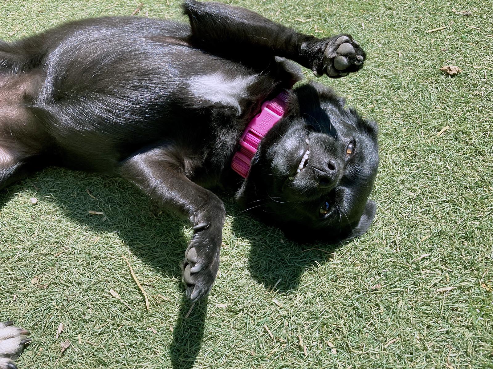 K9 Crush Kennel free Dog Daycare and Dog Boarding Madison WI