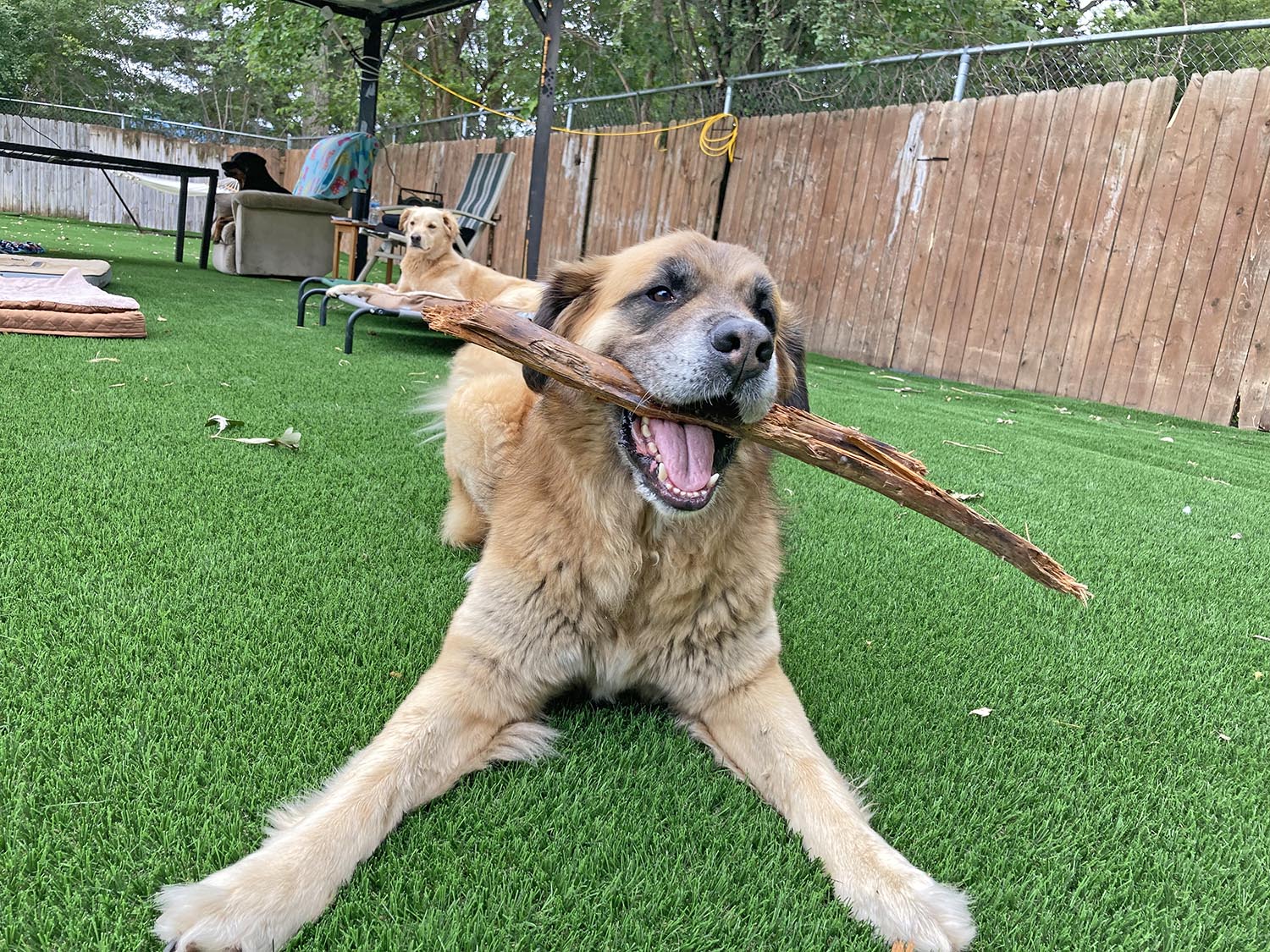 K9 Crush Kennel free Dog Daycare and Dog Boarding Madison WI