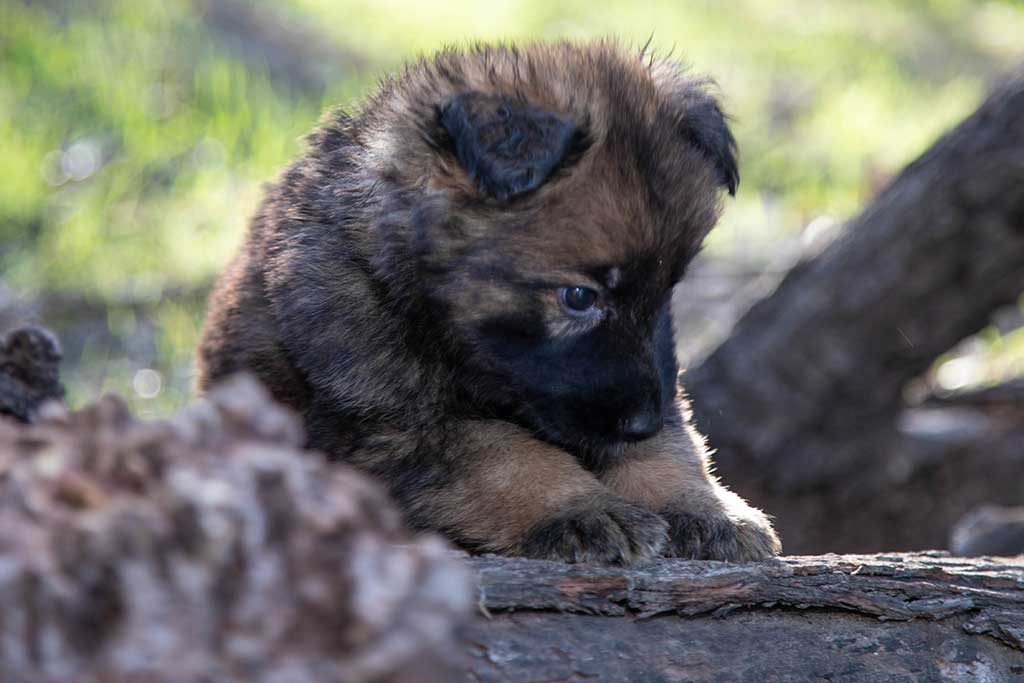 How Much Food For 1 Year Old Dog