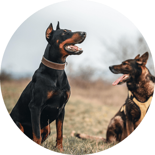 About Us Delta k9 Academy