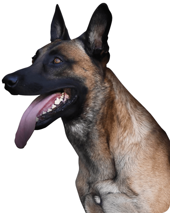 K9 Training In Los Angeles Professional Dog Trainer Puppy Training