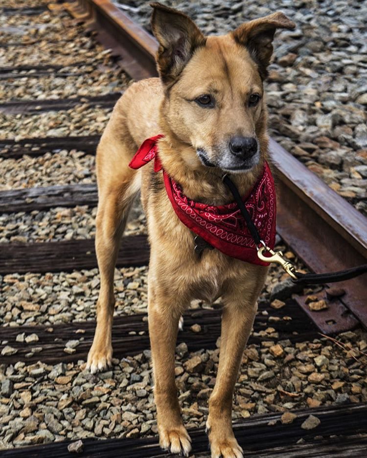 Dog Training Durham, Chapel Hill NC