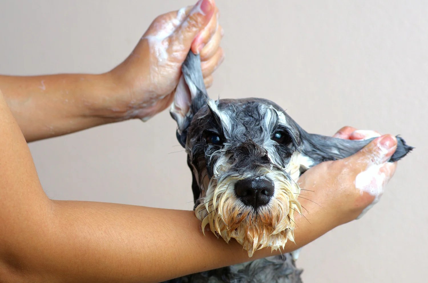 The Health Benefits of Grooming Your Dog Regularly K9 Dryer