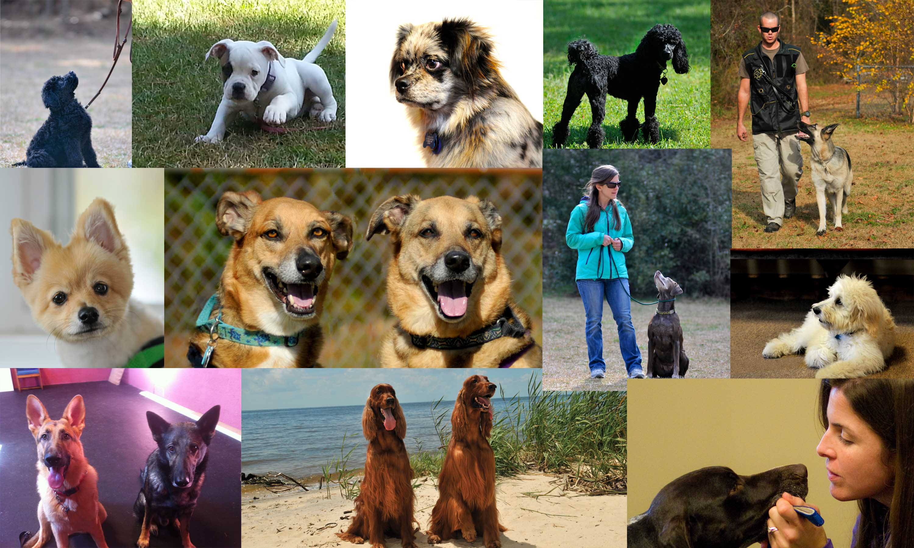 CONTACT US Dog Training