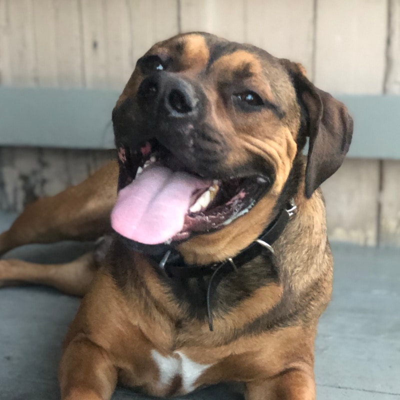 K9 Freedom Dog Training Services