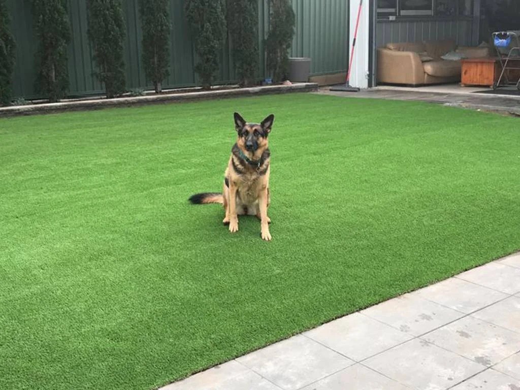 The Importance of Proper Drainage for Your DogFriendly Synthetic Turf