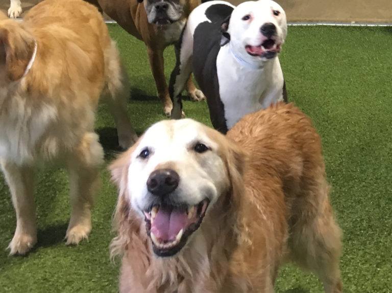 Veterinary Facilities Archives K9Grass by ForeverLawn