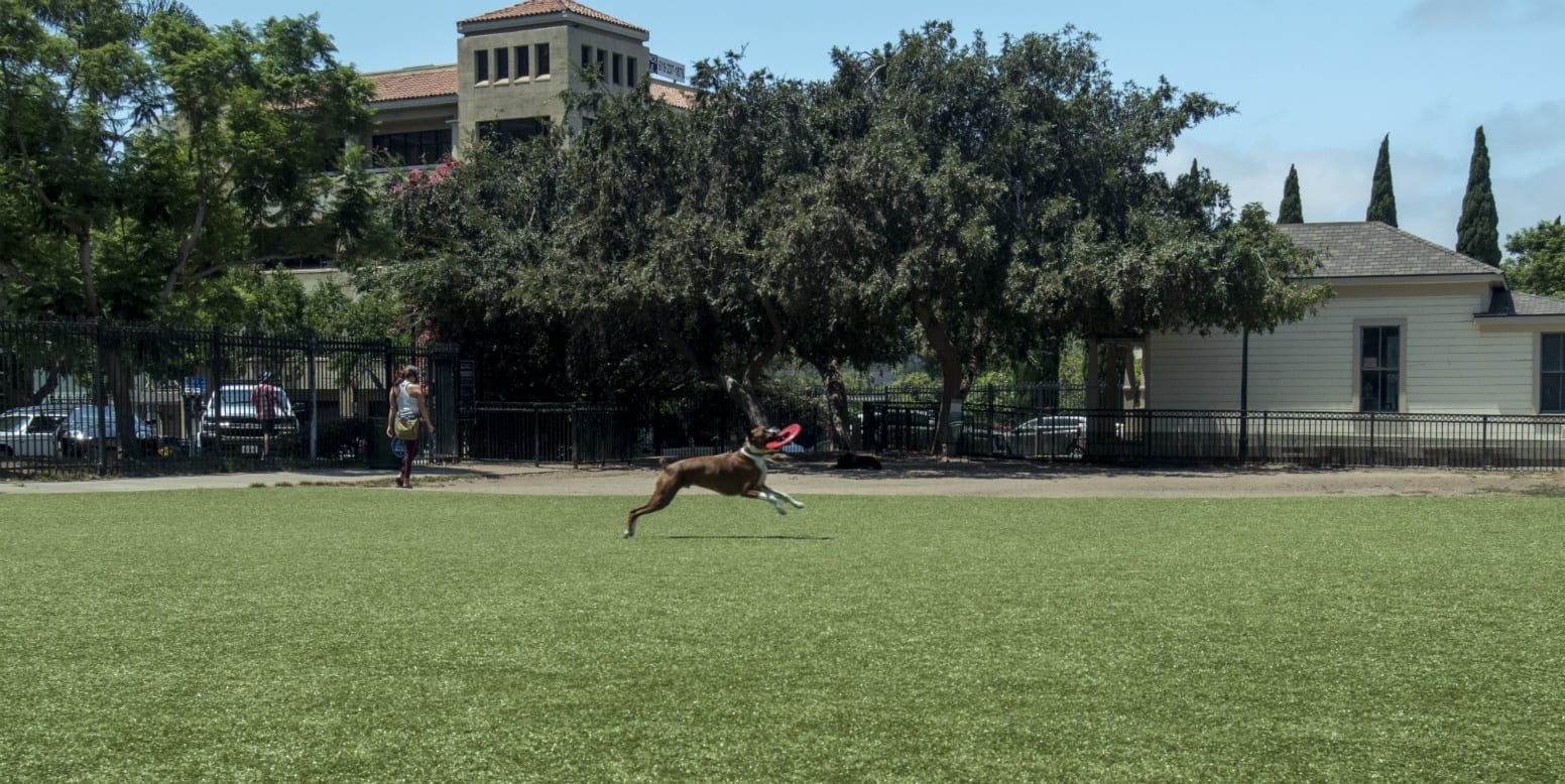 Little Italy Dog Park San Diego, CA K9Grass by ForeverLawn