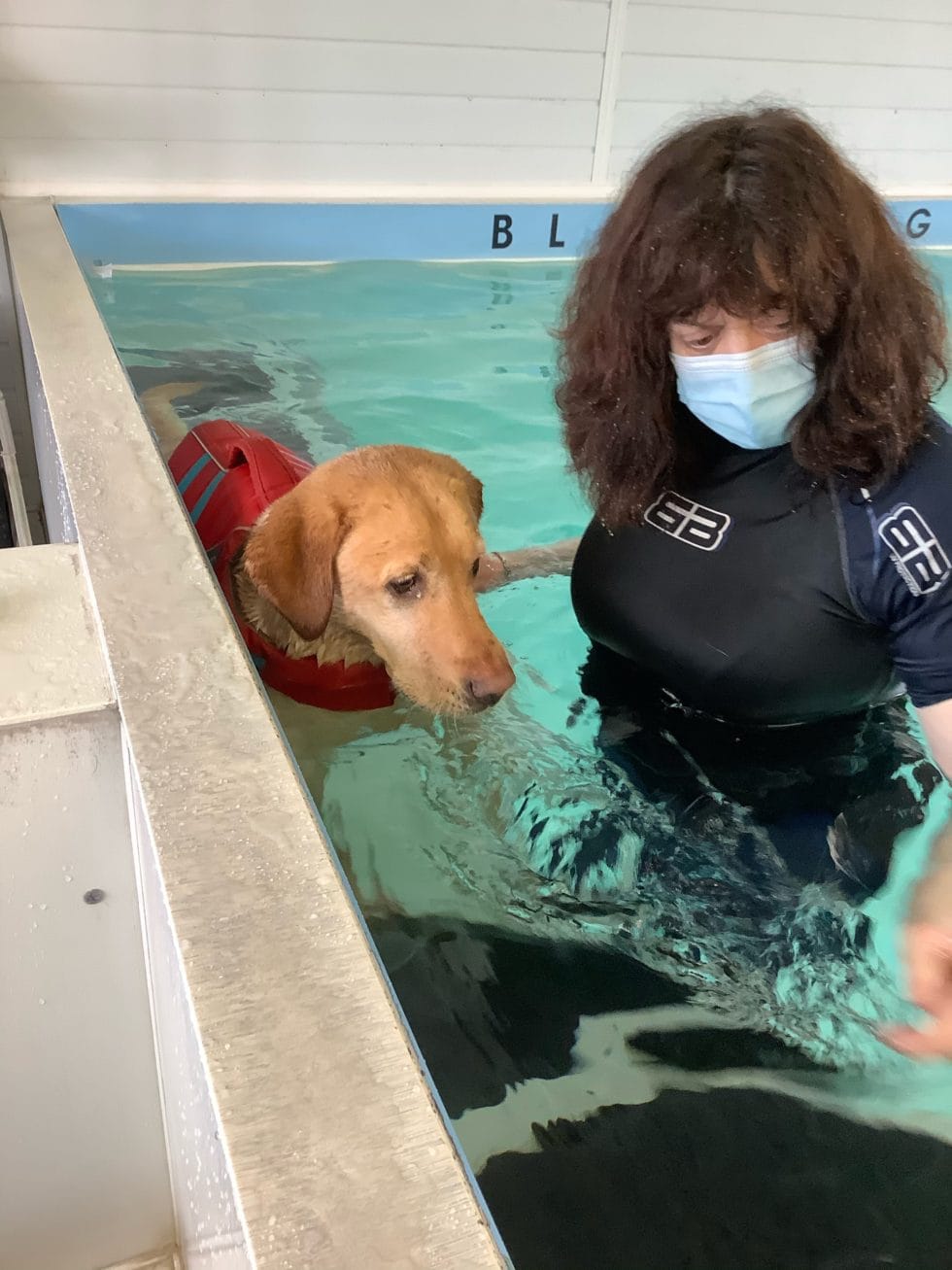 Resource Hub K9HS Courses Canine Hydrotherapy Online