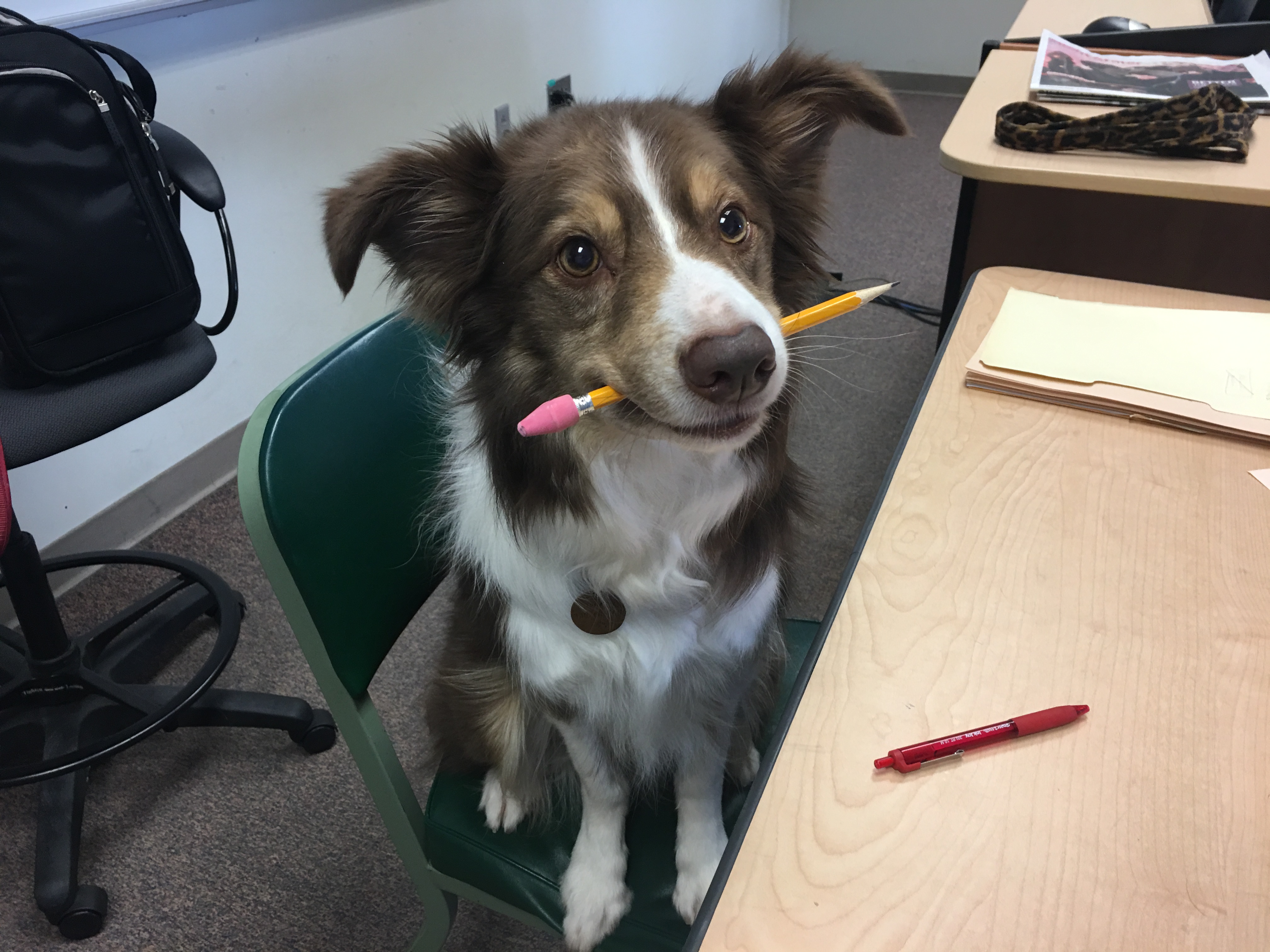 Pick it Up & Put it Here! Teaching Your Dog to Pick Up and