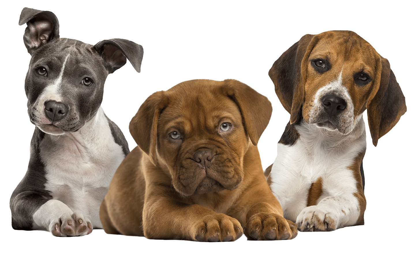 Puppy Social Puppy Socialization Classes K9 KEEP FIT