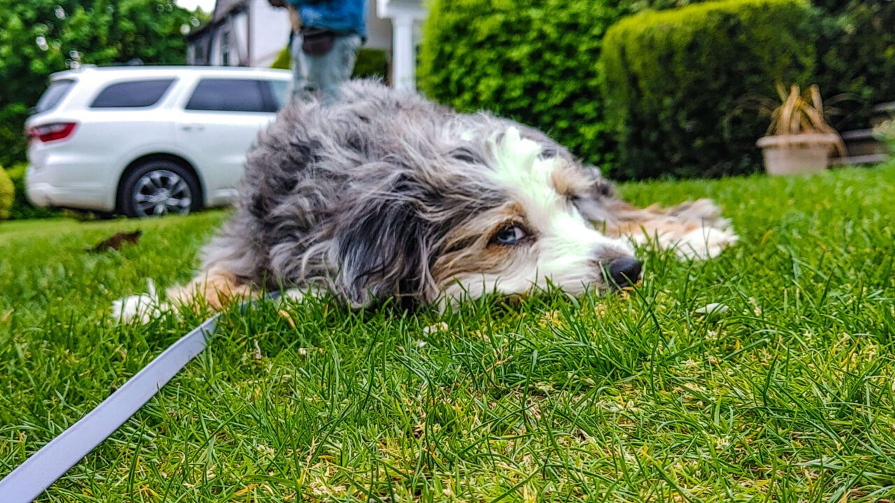 Dog Separation Anxiety Training K9 Mania Dog Training