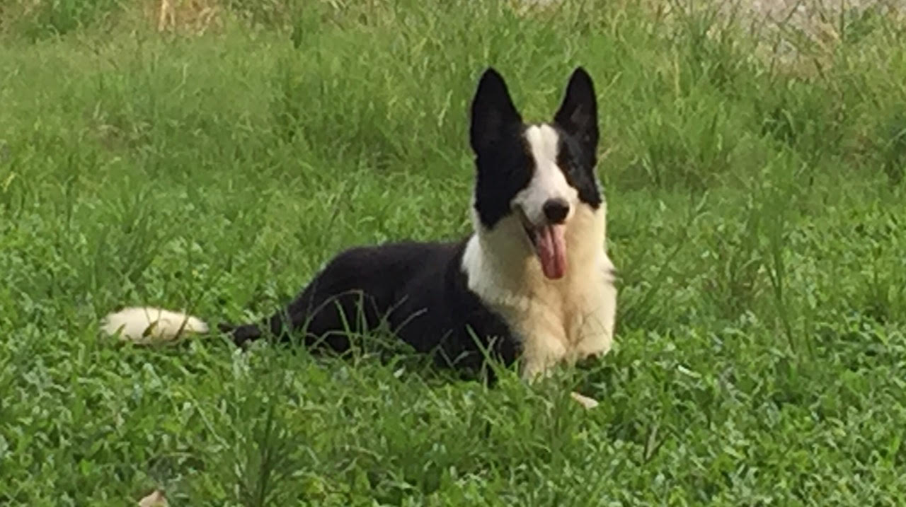 My fully trained Border Collie K9 Manila of Dog Trainer Gio Marcelo