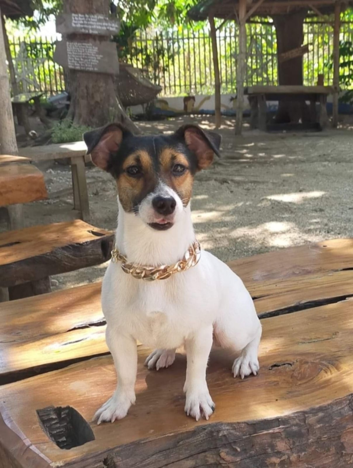 Dog For Sale Jack Russell K9 Manila