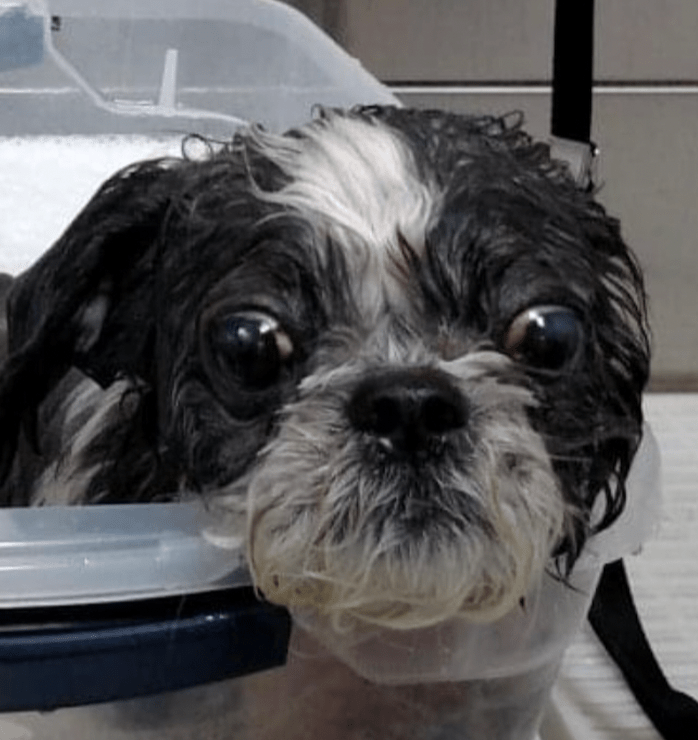 Thera Clean Micro Bubble Bath K9 Mountain Spa Victor Idaho