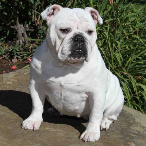 Reputable Dog Breeders Show Videos Pedigrees Champions Studs