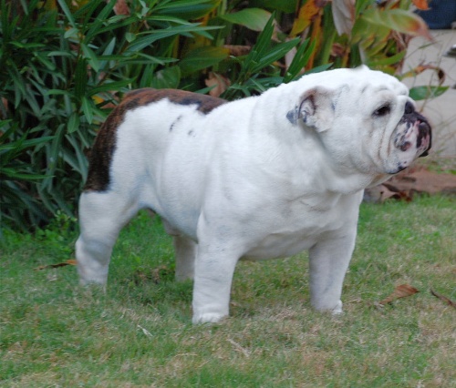 BISS CH. Imperious Taken Care of Business (Bulldog)