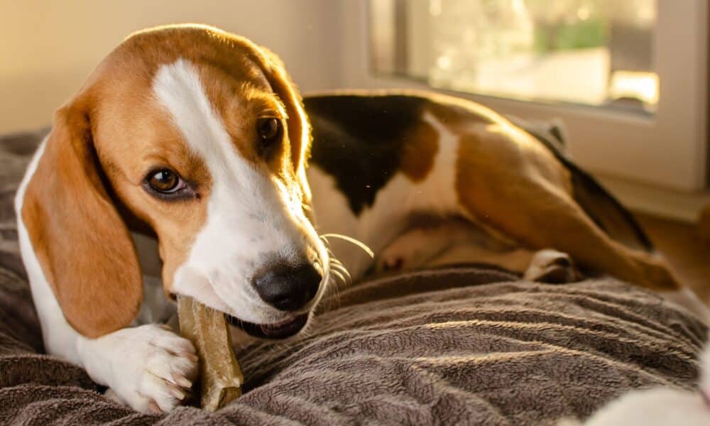 How To Stop Your Dog From Chewing On Wood? K9 Pie