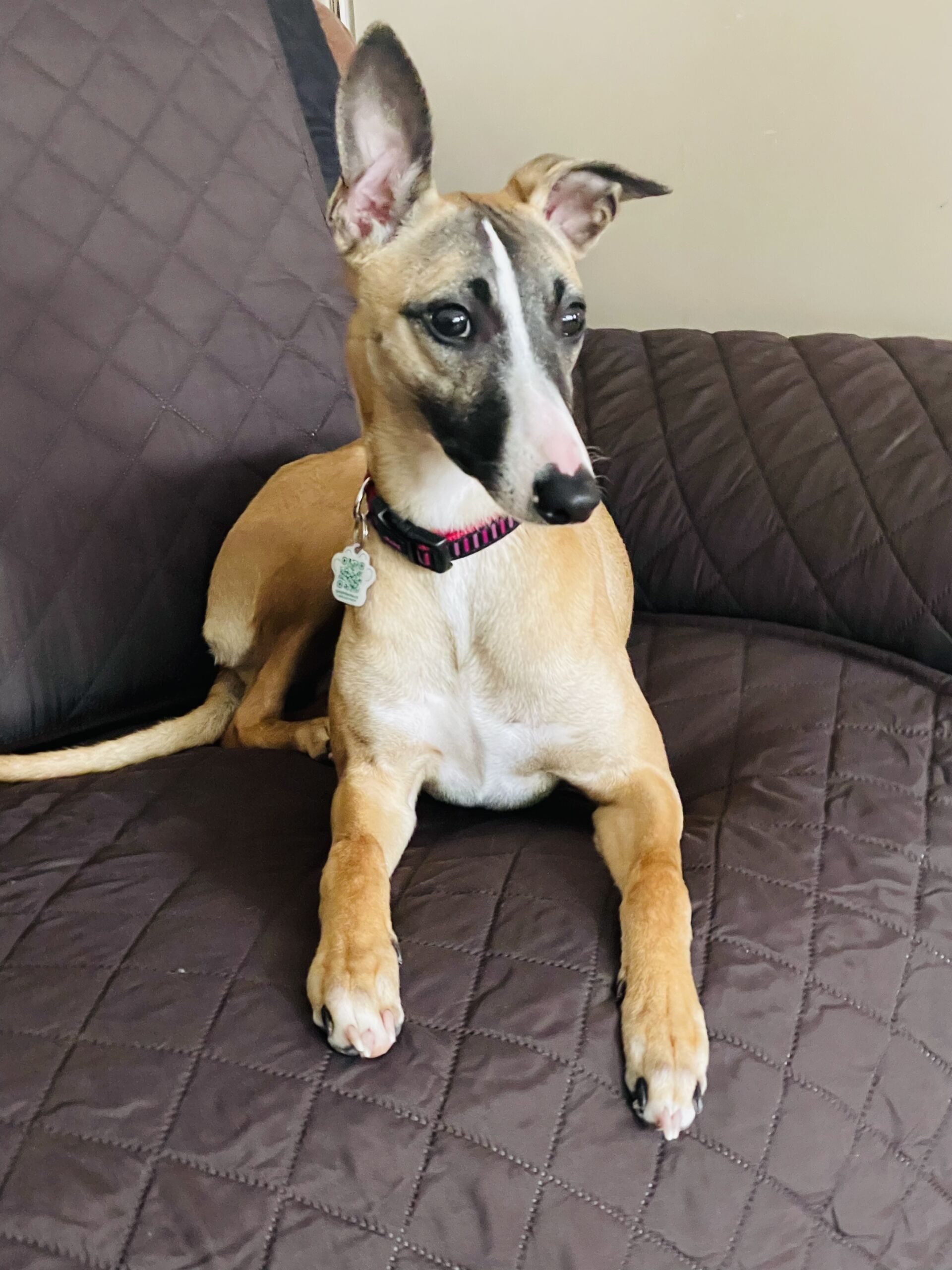 Dog Boarding Toronto K9+