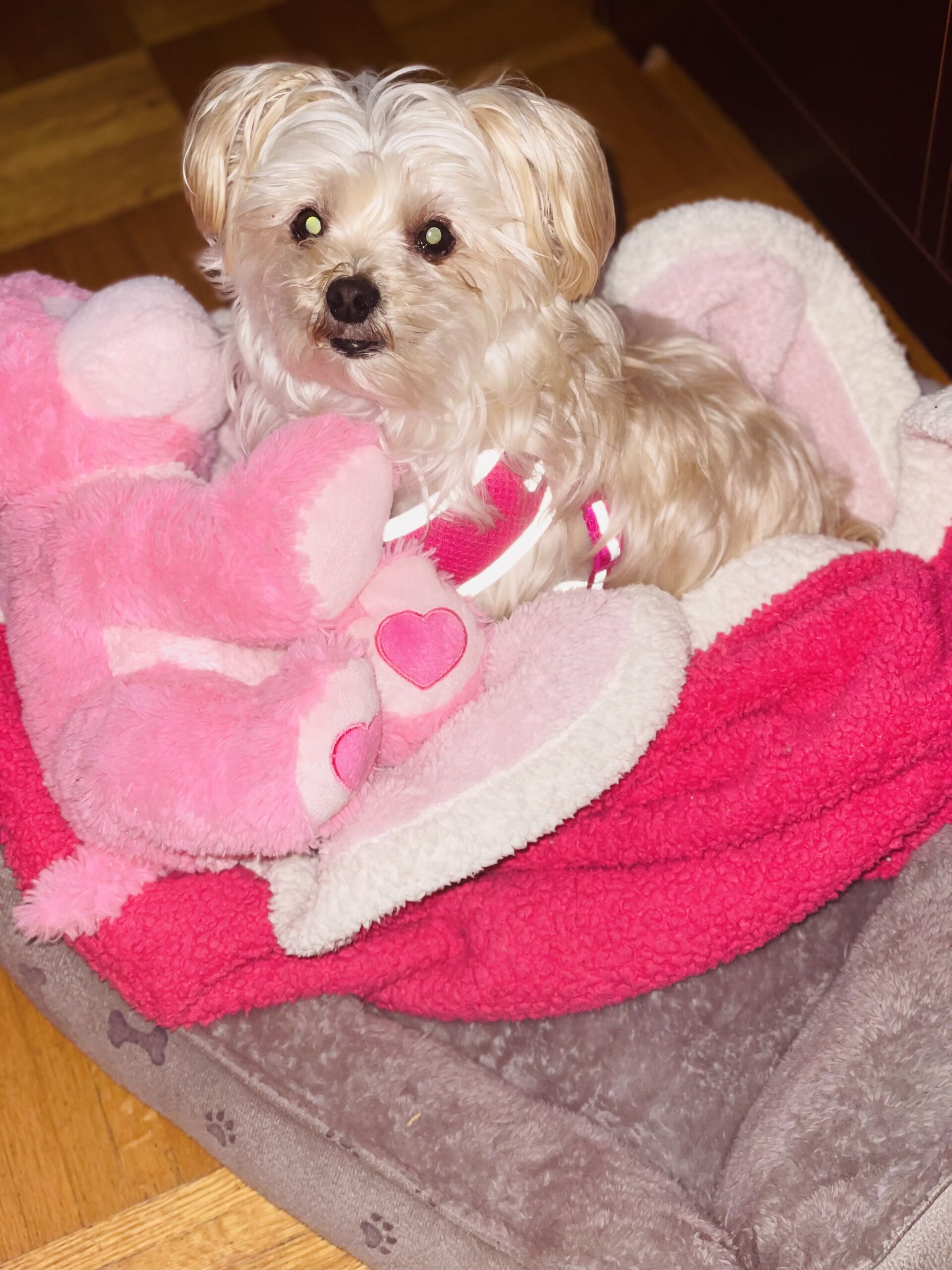 Dog Boarding Toronto K9+