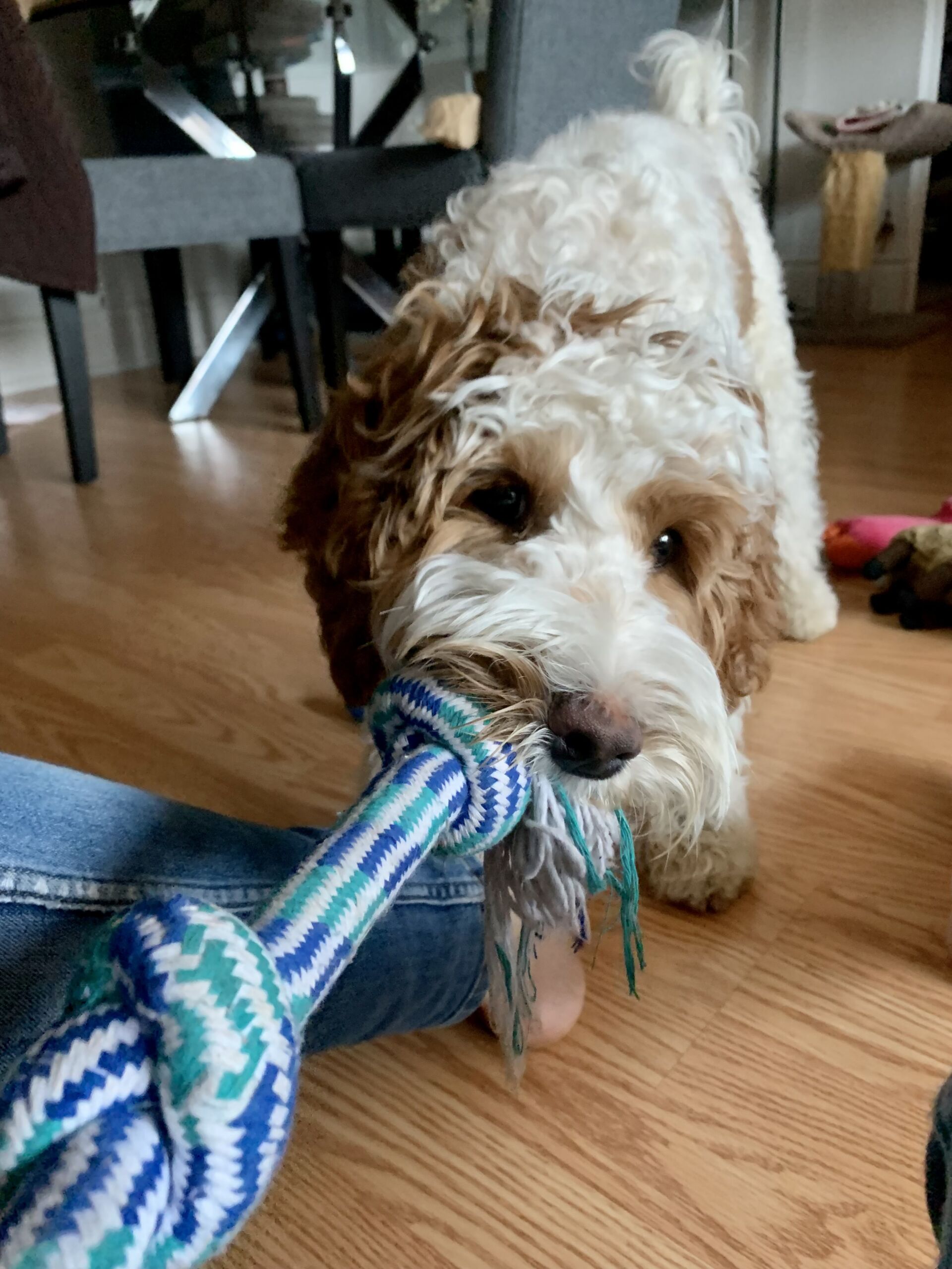 Dog Boarding Toronto K9+