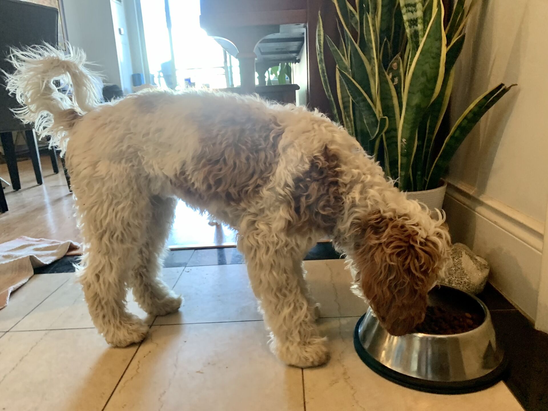 Dog Boarding Toronto K9+