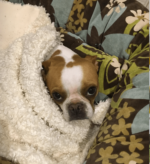 Dog Boarding Toronto K9+