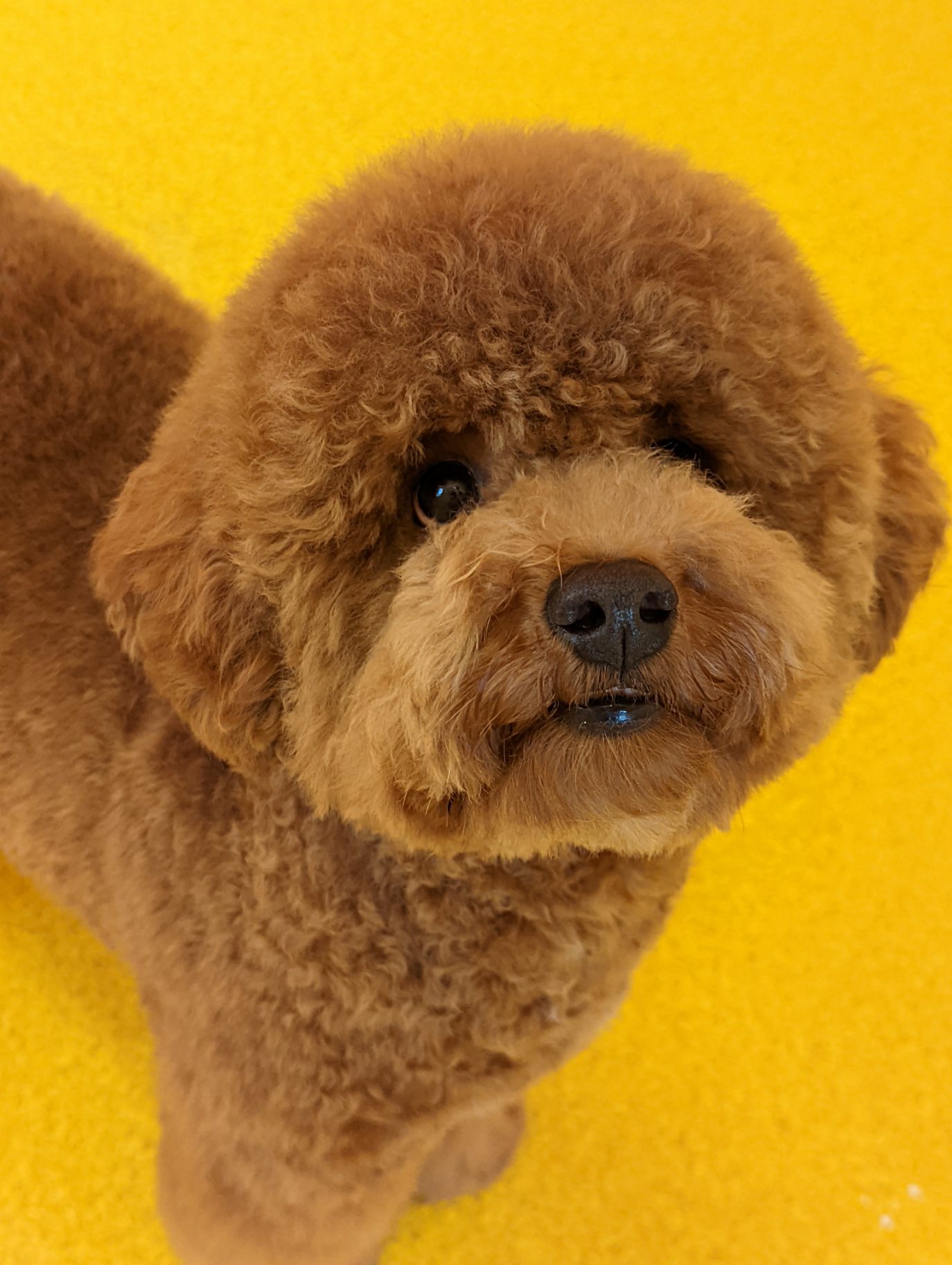 Toronto Dog Groomer Best Dog Groomer Toronto K9plus