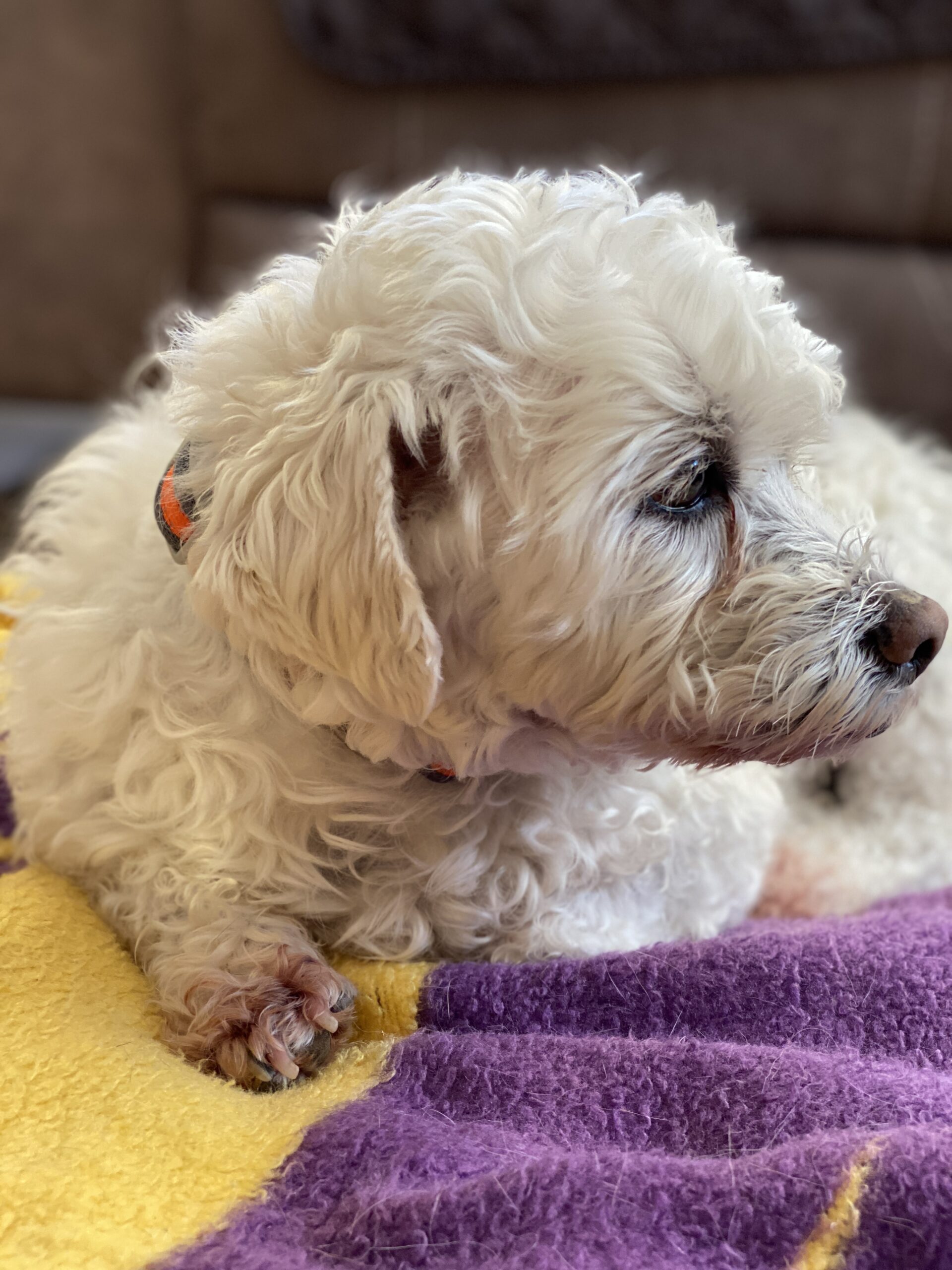 The Ultimate Guide to Managing Dog Allergies K9 Sprinter