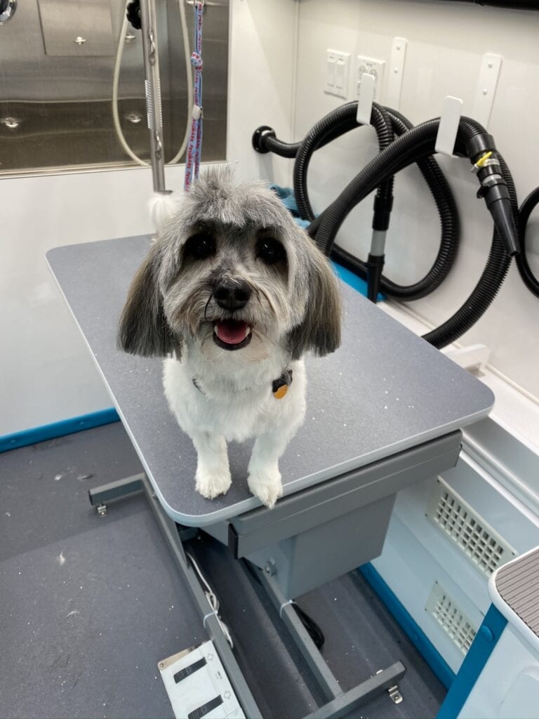 Check Our Gallery Grooming Services SudsScissors