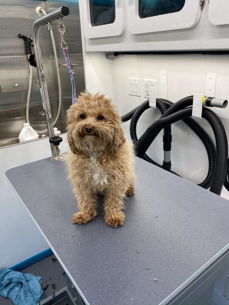 Check Our Gallery Grooming Services SudsScissors