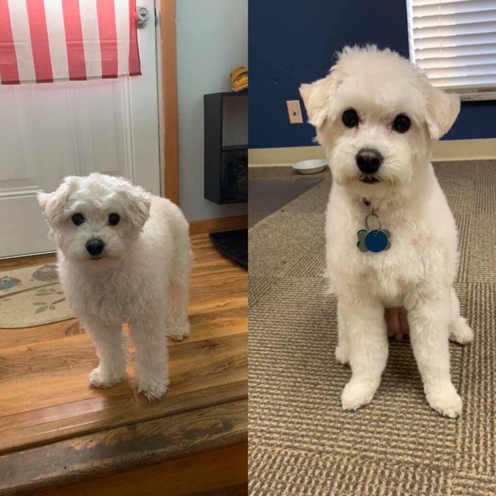 Check Our Gallery Grooming Services SudsScissors