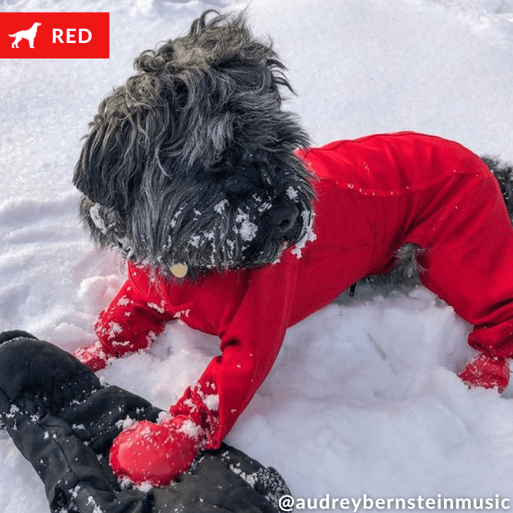 Lycra Bodysuit Dog Allergy Solutions K9 Top Coat