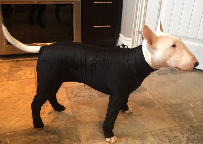 Absolutely Amazing! K9 Top Coat