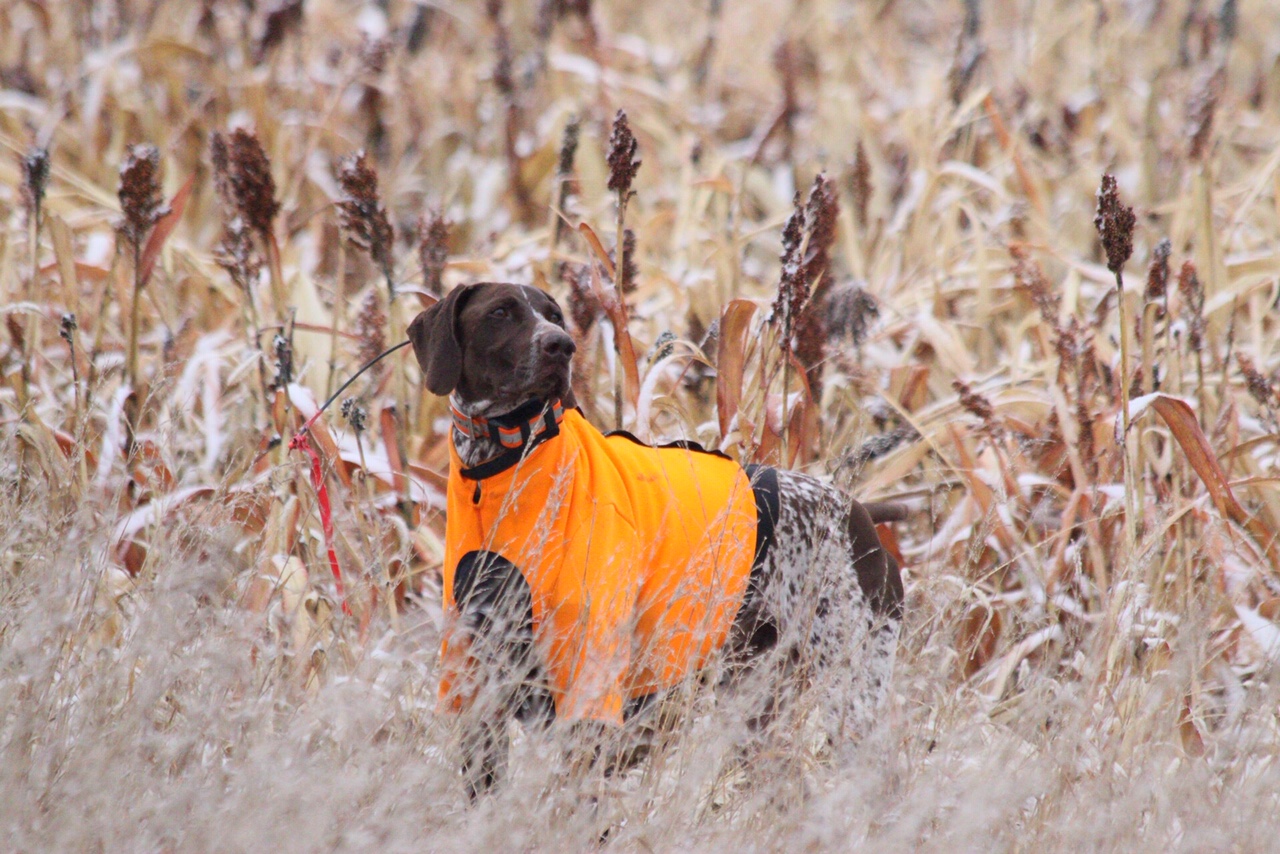 Sports Vest K9 Top Coat