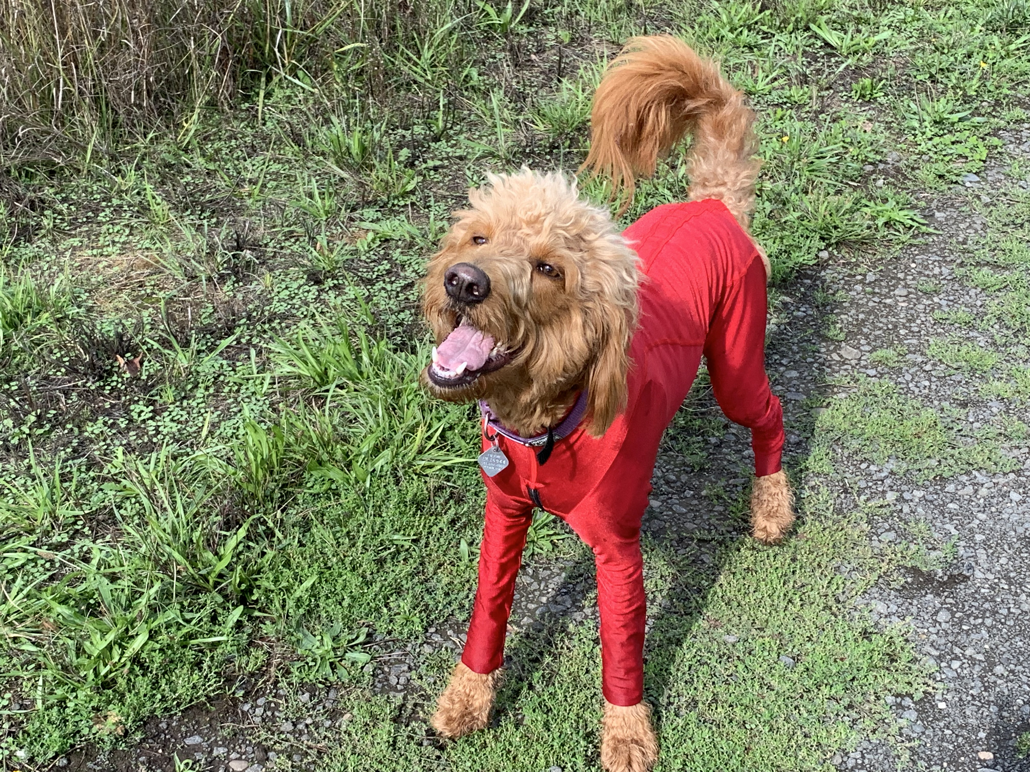 Lycra Bodysuit Dog Allergy Solutions K9 Top Coat