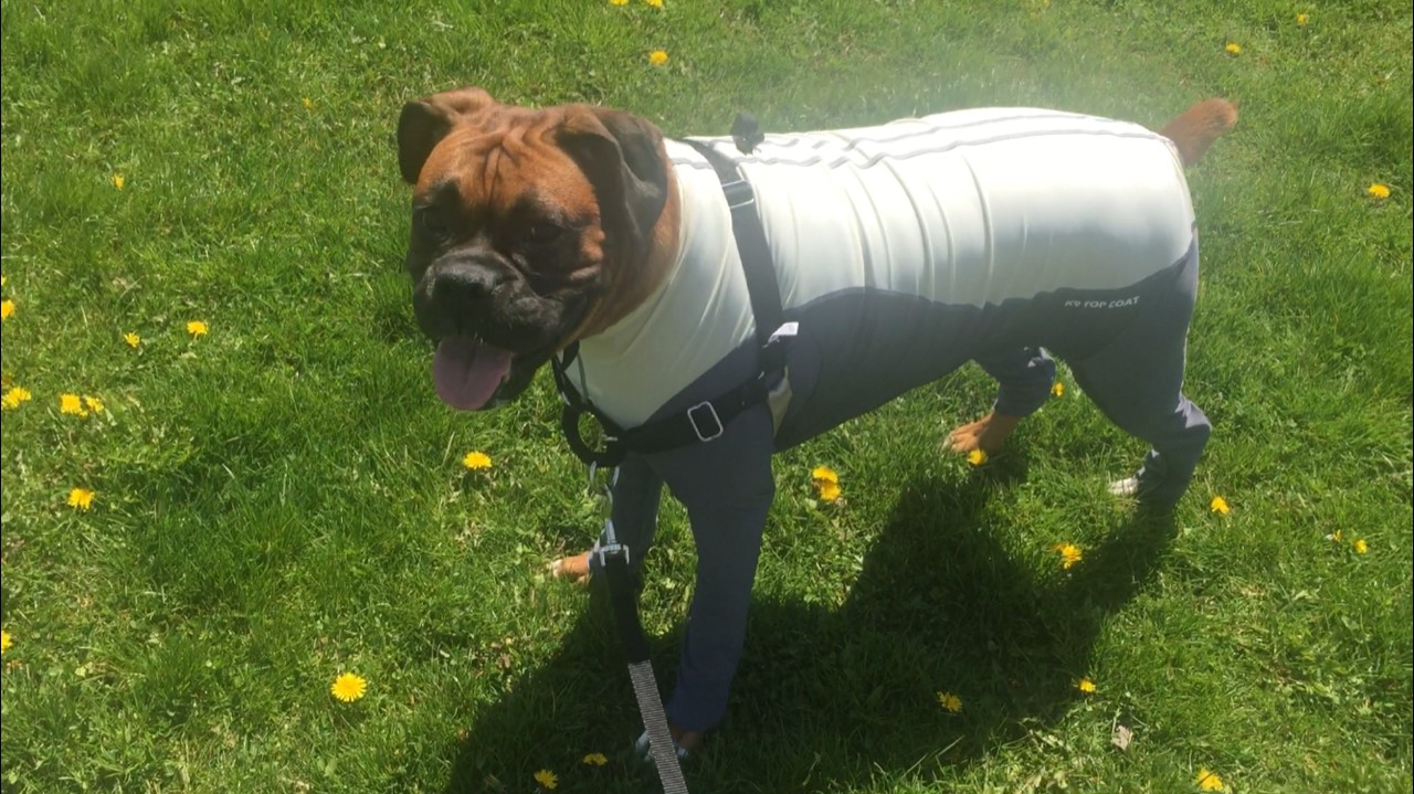 Full Cover Bodysuit K9 Top Coat