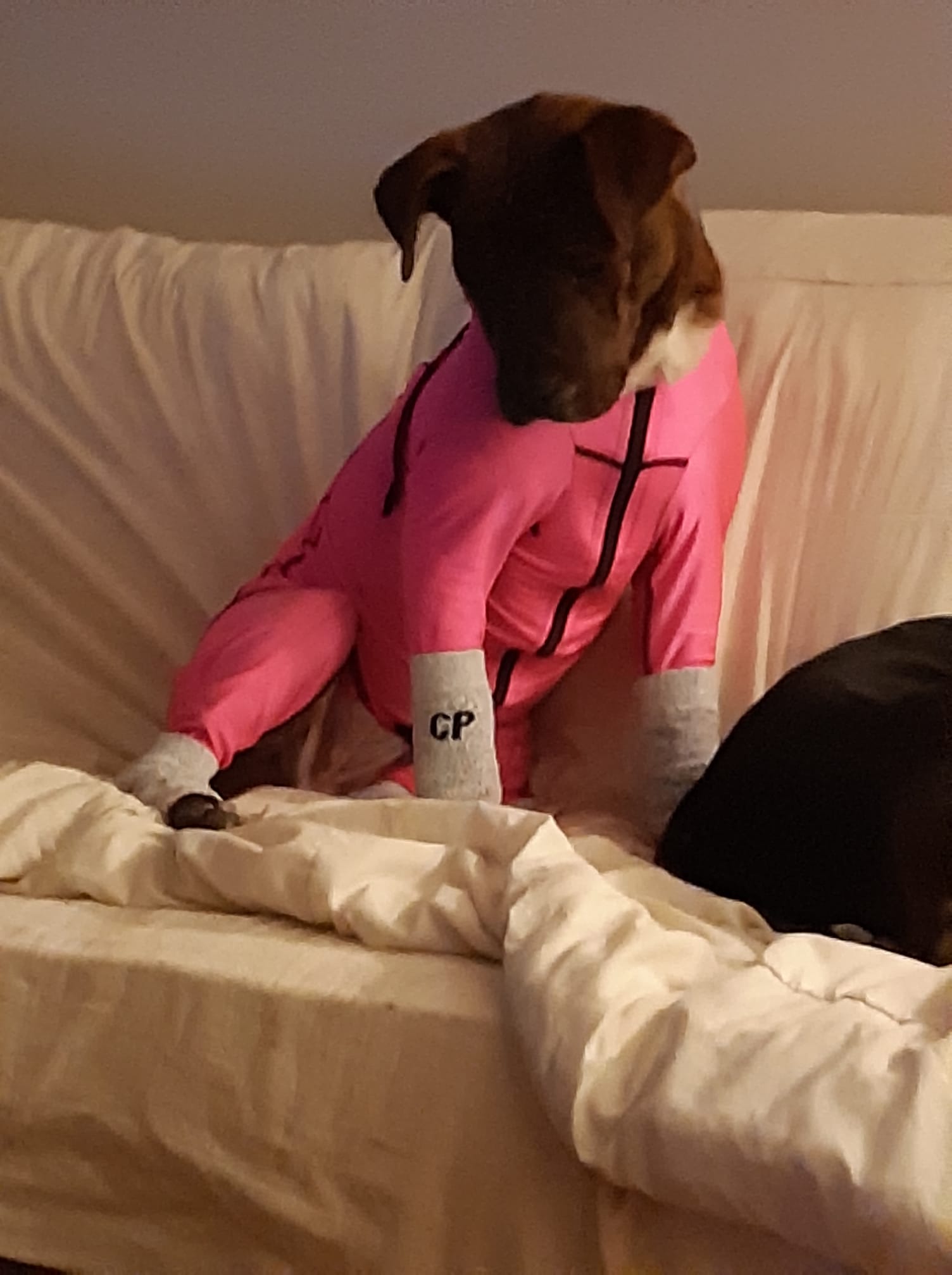 Lycra Bodysuit Dog Allergy Solutions K9 Top Coat