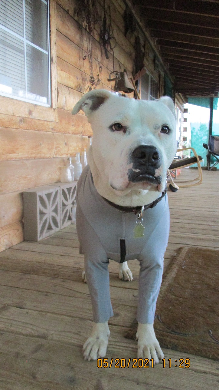 Lycra Bodysuit Dog Allergy Solutions K9 Top Coat