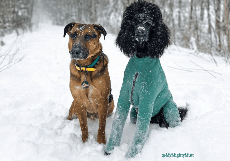 Arctic Fleece Bodysuit K9 Top Coat