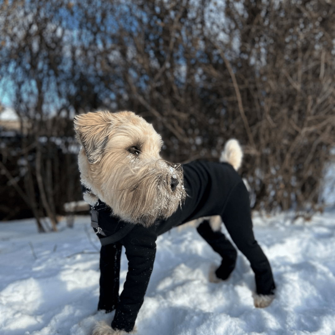 Weatherproof Bodysuit K9 Top Coat