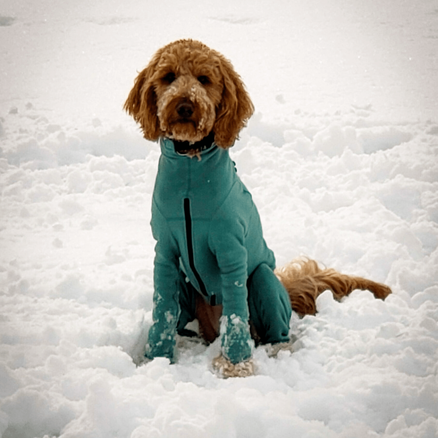 Arctic Fleece Bodysuit K9 Top Coat