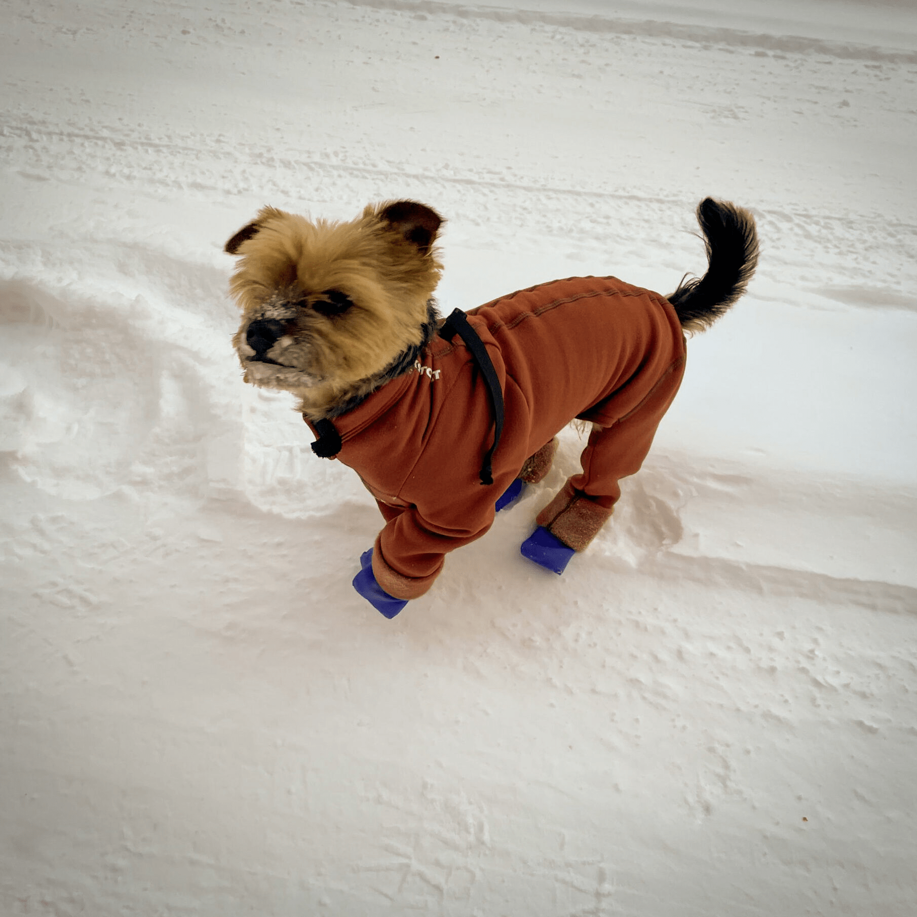 Arctic Fleece Bodysuit K9 Top Coat