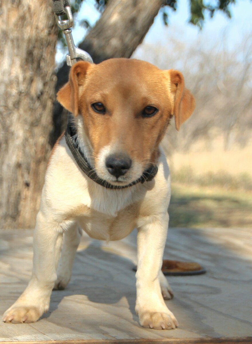 Can 6 Month Old Male Dog Breed