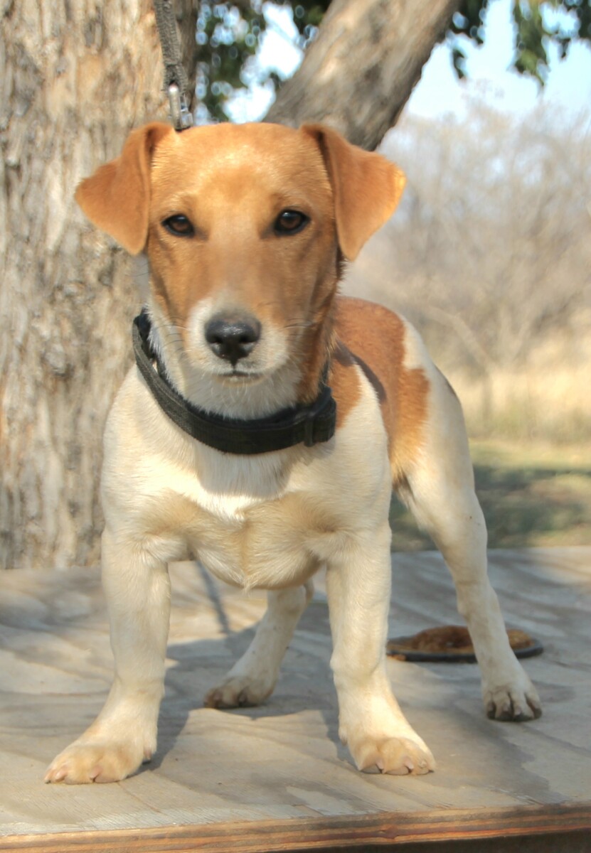 Can 6 Month Old Male Dog Breed