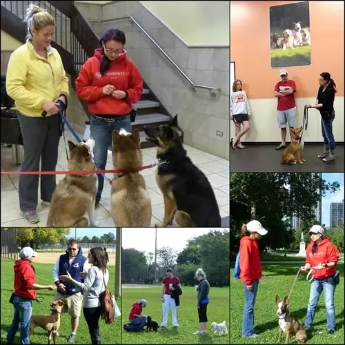 Boot Camp For Adults Dog Training Boot Camp Chicago