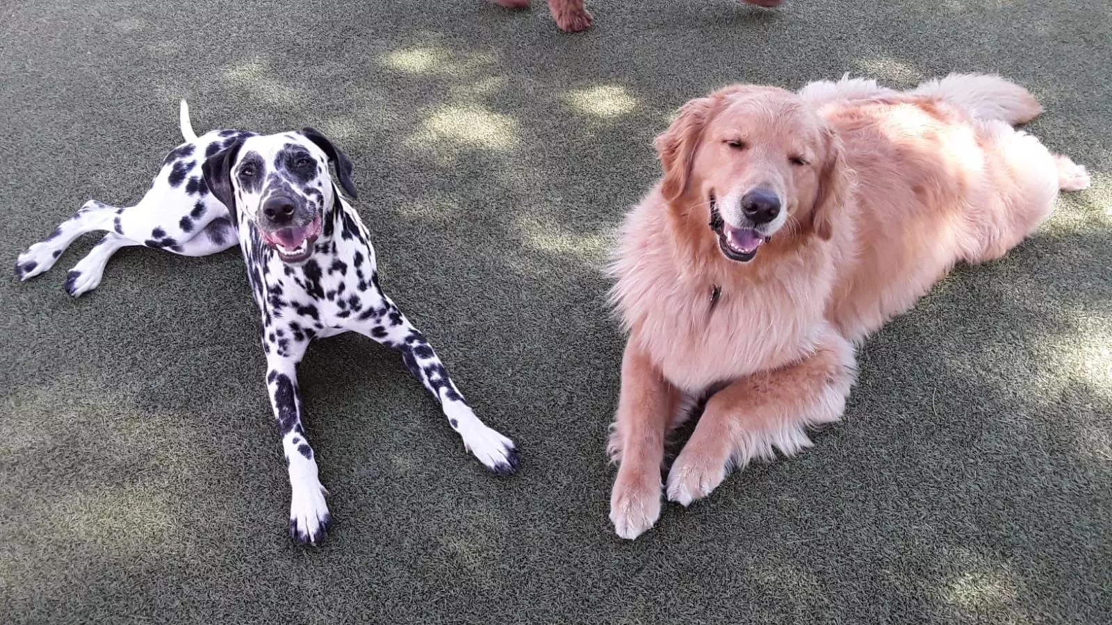 Everything You Need to Know About Boarding Your Puppy K9U